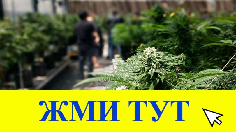 Купить наркотики в Тихвине